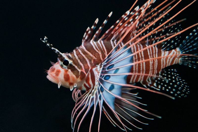 Clearfin Lionfish