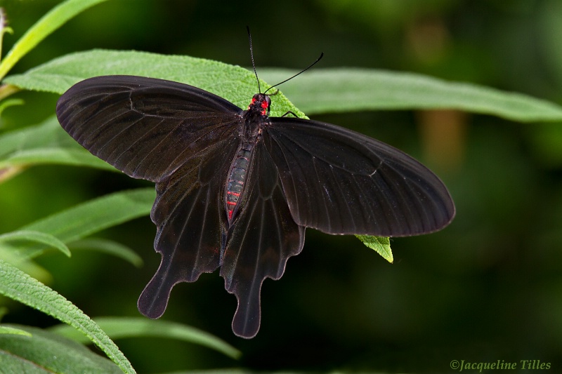 Pink Rose Butterfly