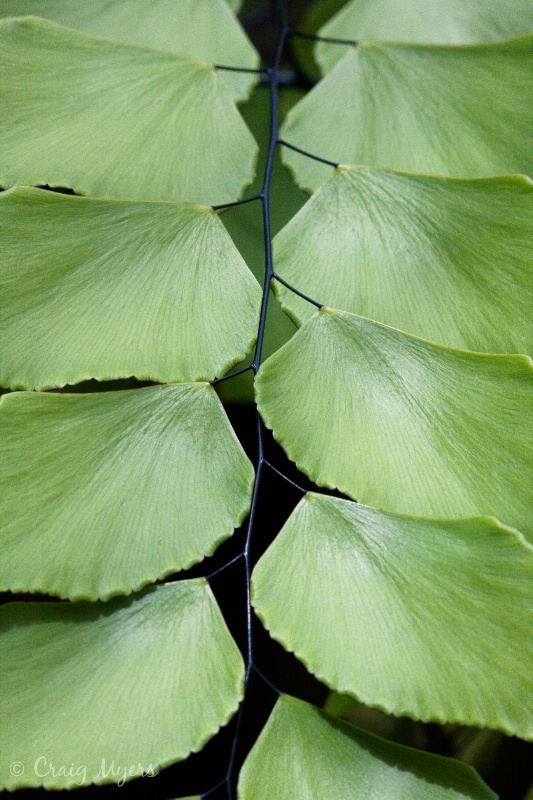 Leaf Pattern - 2