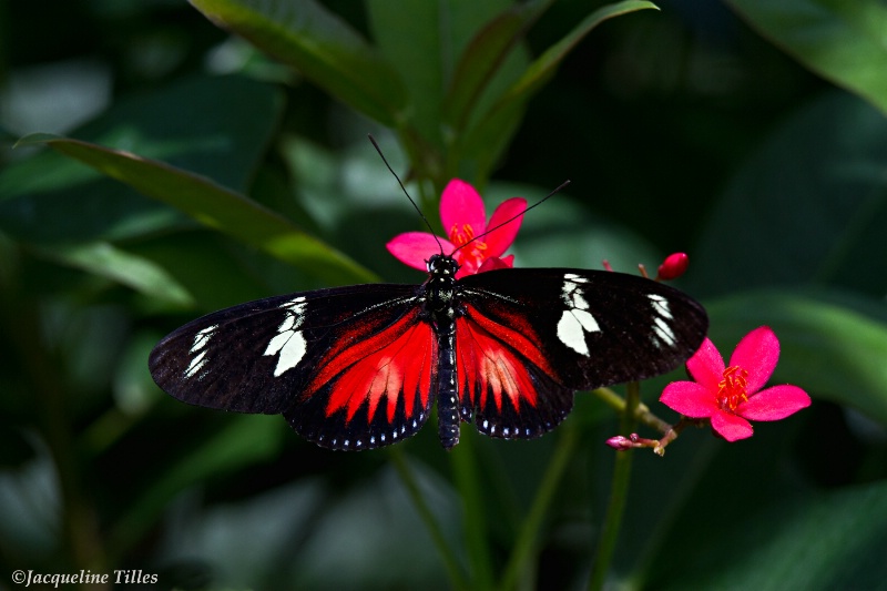 Doris Longwing Butterfly on Peregrina