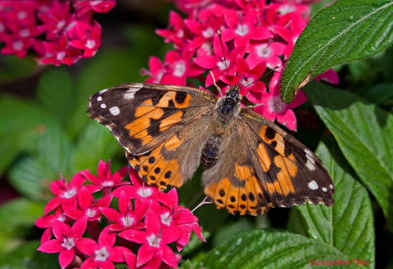 Painted Lady on Egyptian Star Cluster