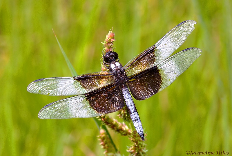 Widow Skimmer