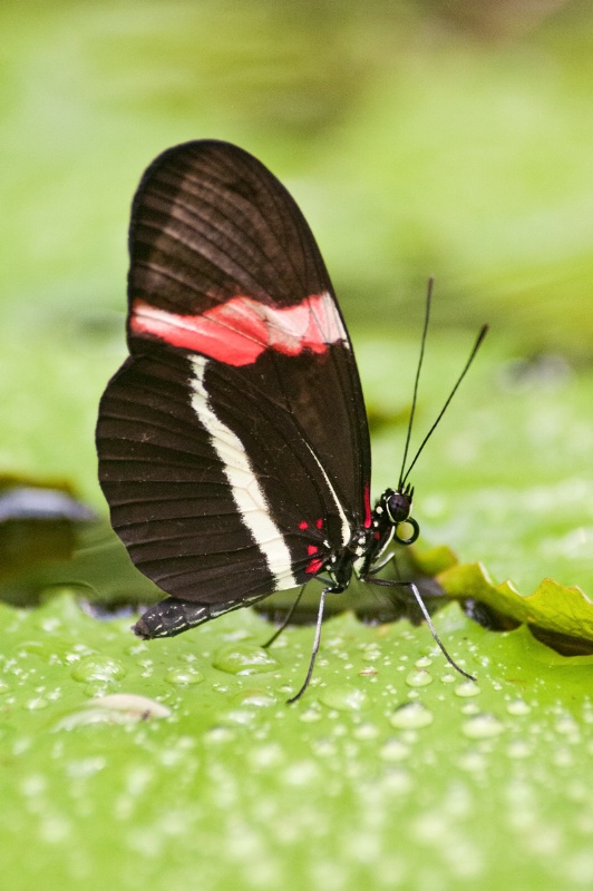 Butterfly on Wet Leaf