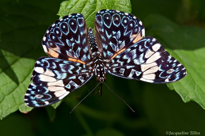 Red Cracker Butterfly