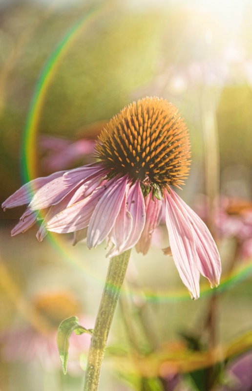 Sun Rays and Coneflowers