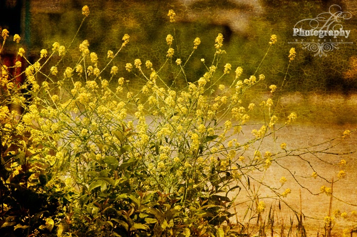 Beautiful Weeds