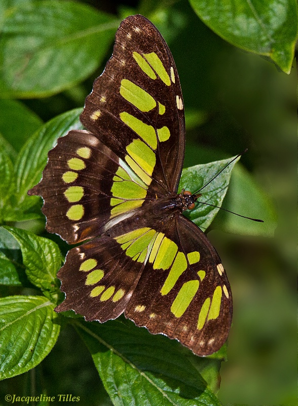 Malachite Butterfly