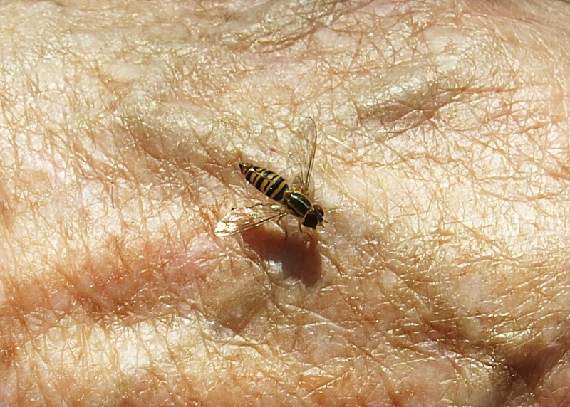 "YOU NOT STING"--"I NOT SWAT"