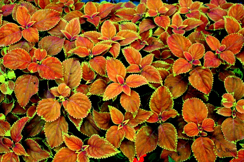 Coleus 