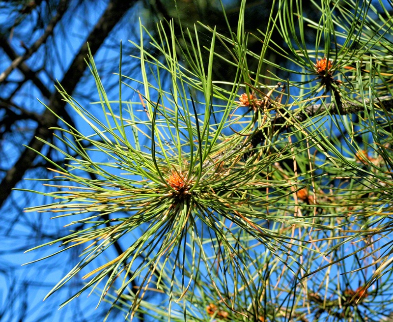 Ponderosa Pine Closeup