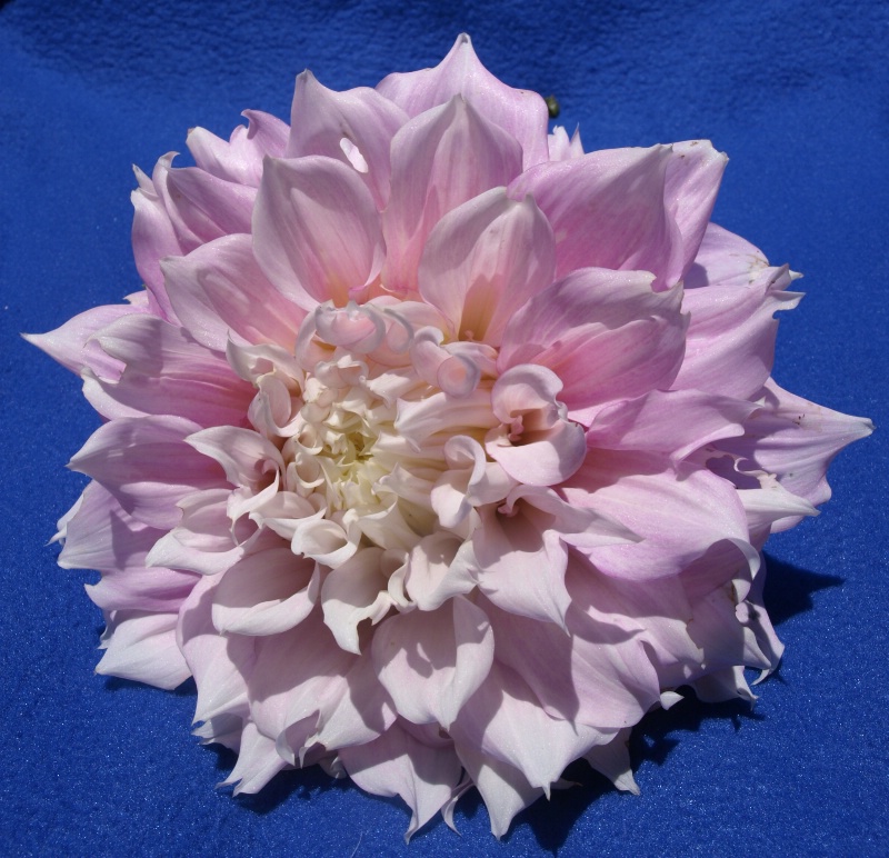 GOD'S DESIGN "LOVELY IN PINK"