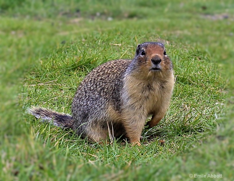 Prairie Dog (Cynomys)