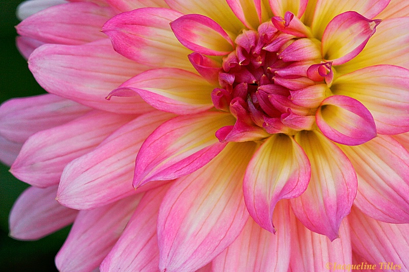 Pink Dahlia