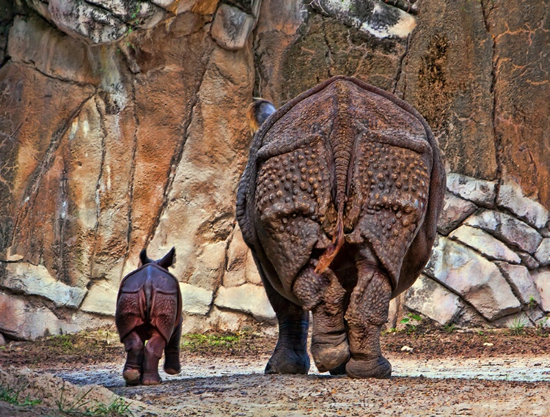 Strolling With Mom