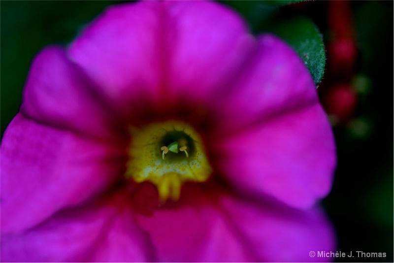 Inside A Tiny Little Flower, Another World !