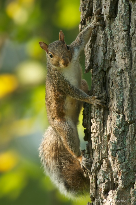 Strong Handsome Squirrel