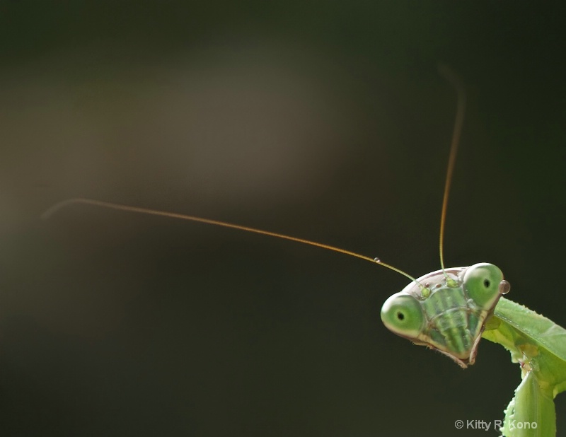 Praying Mantis with Drop of Water