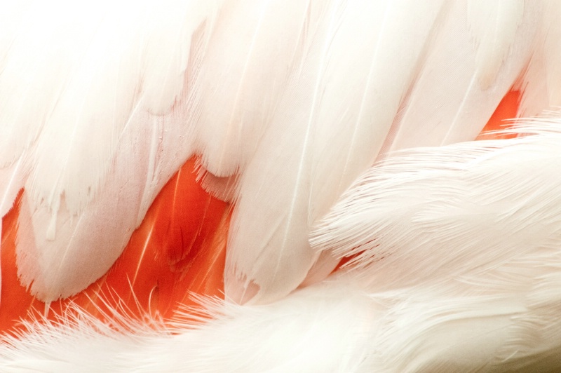 Flamingo Details
