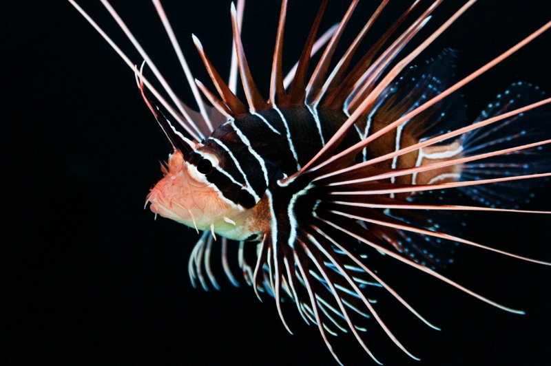 Clearfin Lionfish #2