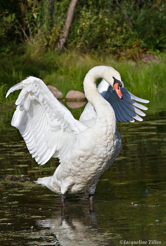 Mute Swan