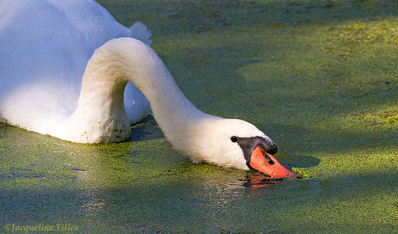 GRAZING THE POND