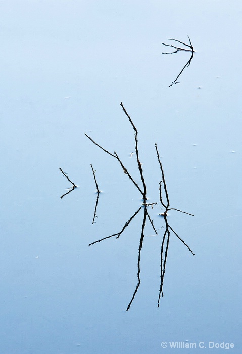 Pond Twigs