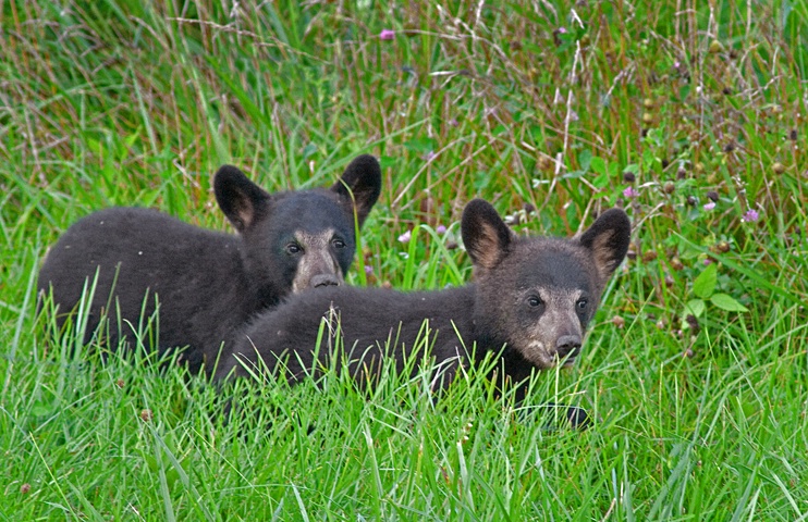 Cubs, Smoky Mountains NP