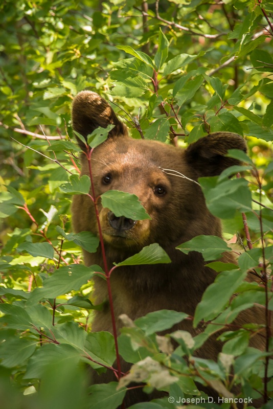 8000928 - Grizzly Cub at Many Glacier