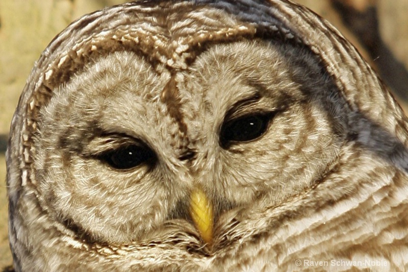 Soul of a Barred Owl