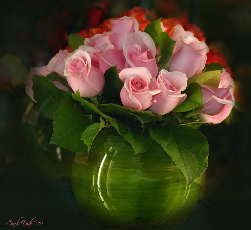 Pink Roses