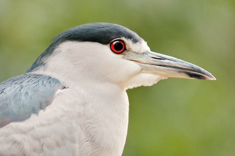 Night Heron