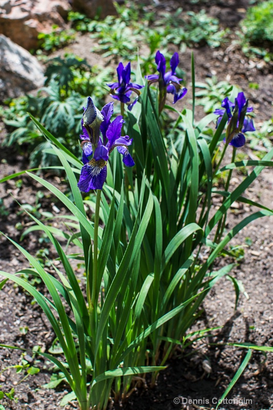 Siberian iris (Iris siberica)