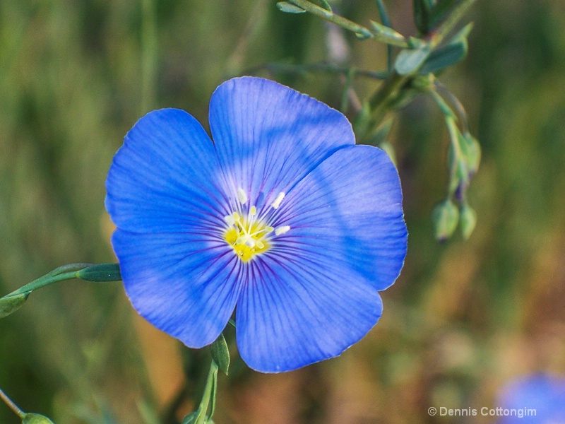 Blue flax (Linum perenne)