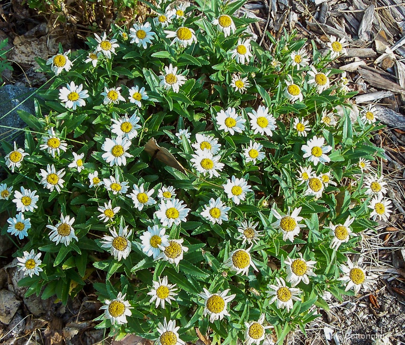 Shasta Daisy  (Leucanthemum cv.)