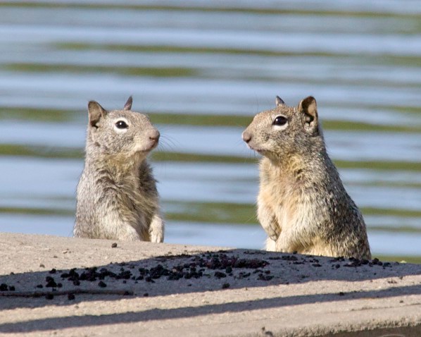 Two squirrels were sitting at a bar ...