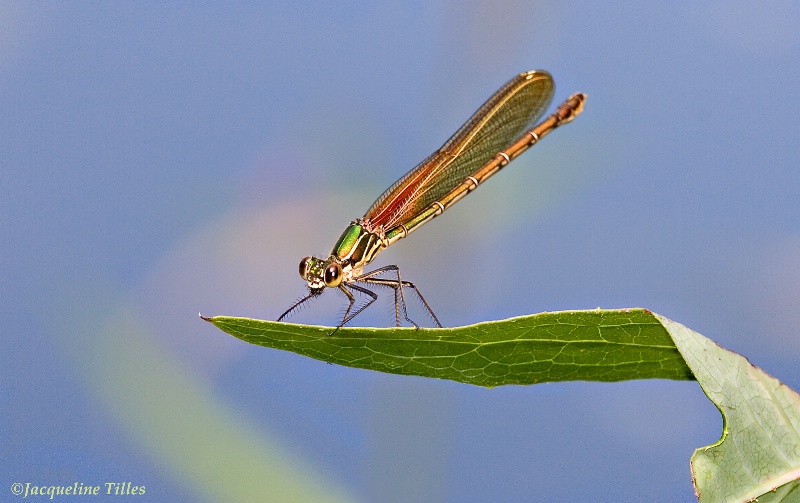 American Rubyspot Damselfly