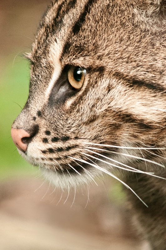 Fishing Cat Profile