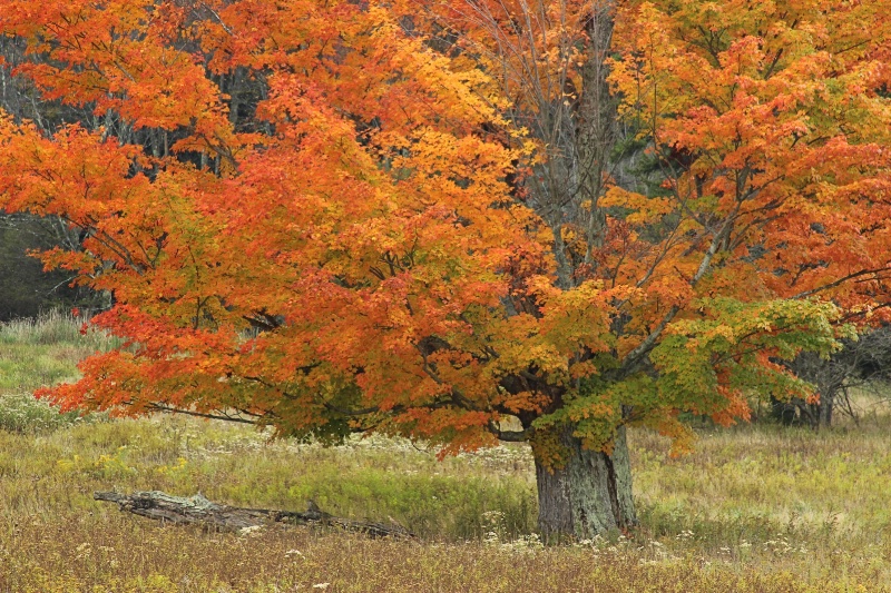 Peak Colors