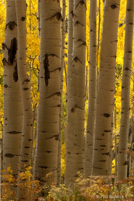 golden aspen