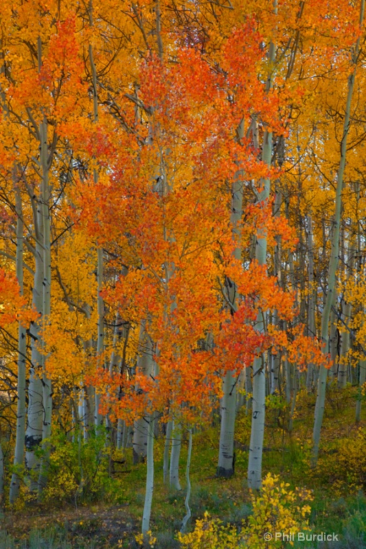 red aspen