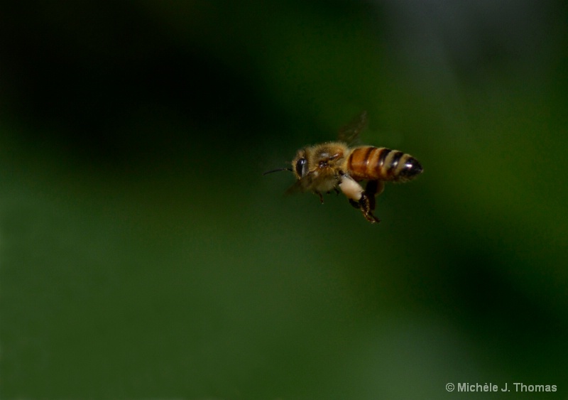A Bee, Caught In Flight, With His Pollen !  