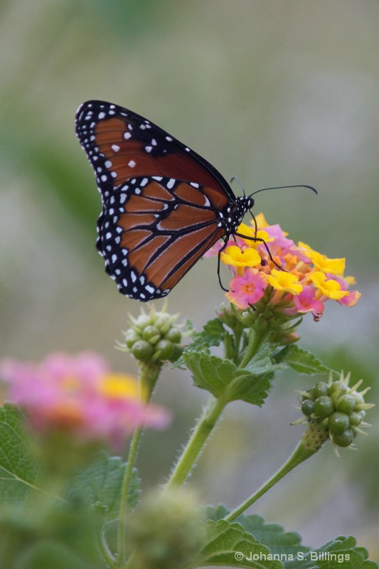 Butterflies of Arizona - Queen
