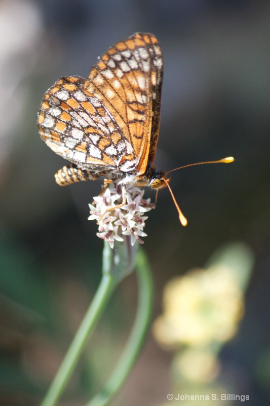 Butterflies of Arizona - Checkerspot