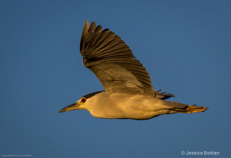 Black-crowned Night Heron