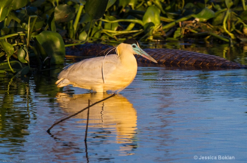 Capped Heron