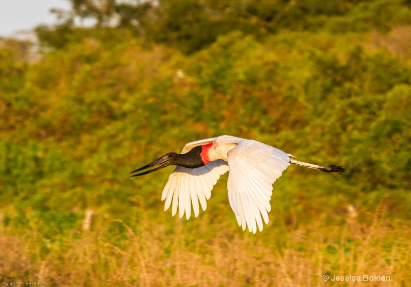 Jabiru