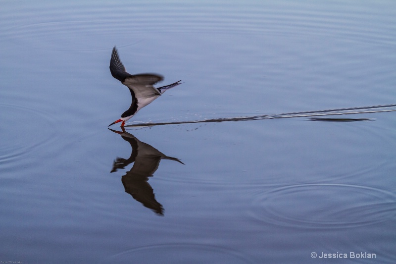 Black Skimmer