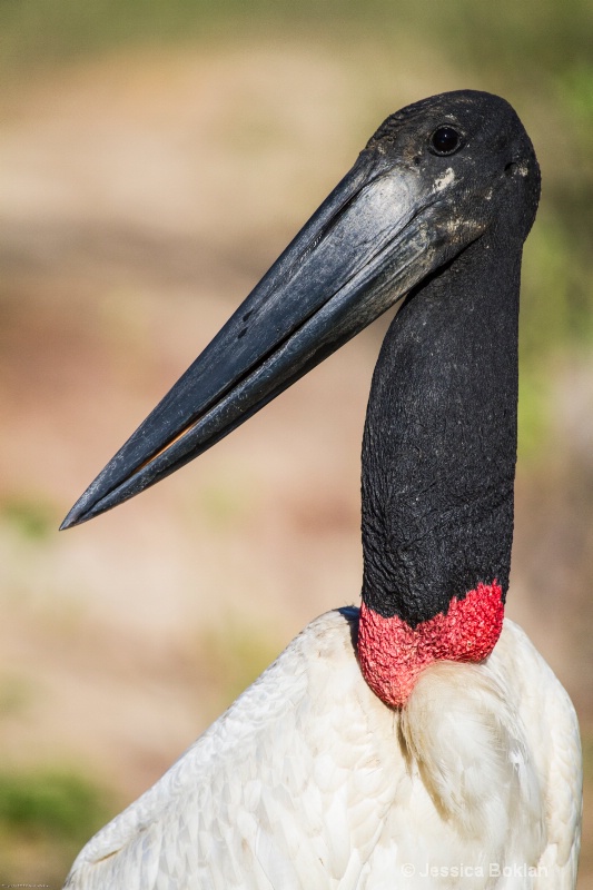 Jabiru