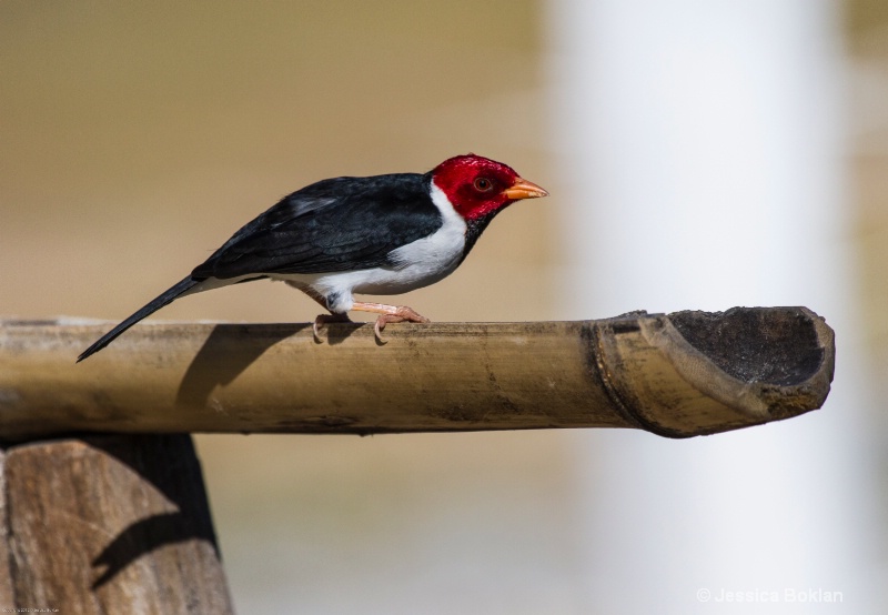 Yellow-billed Cardinal