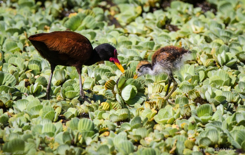 Wooded Jacana with Chick